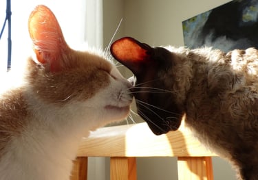 Bouton pour aller sur le service comportement chat