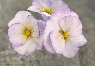 Sugar Flowers For Cakes