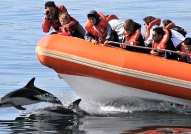 Avistaje de delfines