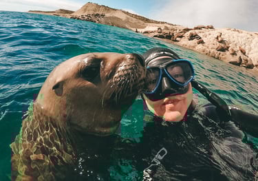 Snorkeling con Lobos Marinos