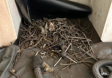 Chimney birds nest removal