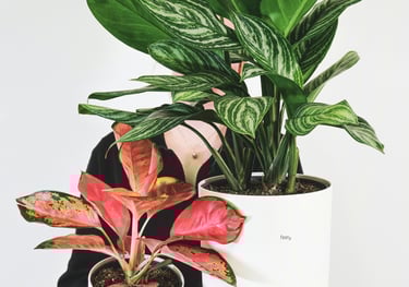 Aglaonema Amazonica and Red Valentine