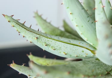 Aloe houseplant