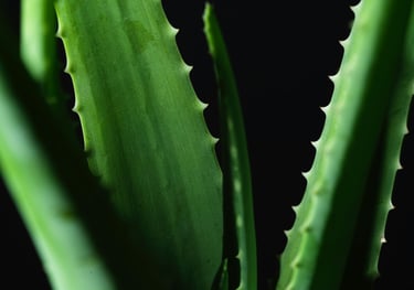 Aloe Vera