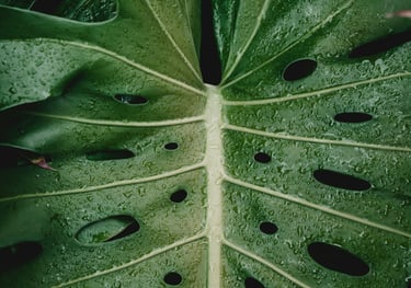 Close up of a fenestrated Monstera deliciosa leaf