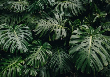 Mature Monstera deliciosa fenestrated leaves
