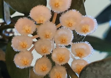 Hoya lacunosa Super Silver Flowers