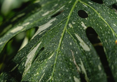 Monstera Thai Constellation