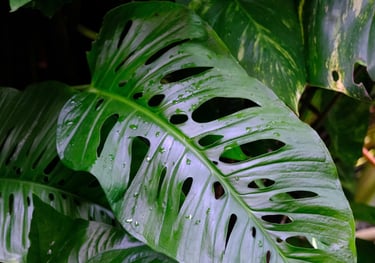 Mature Monstera Adansonii leaf