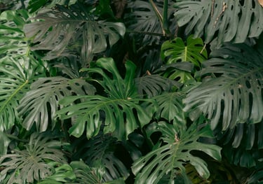 Mature fenestrated Monstera deliciosa growing in the wild
