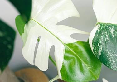 Monstera Albo Variegata leaf