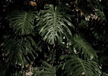 Mature fully fenestrated Monstera deliciosa plant in the wild