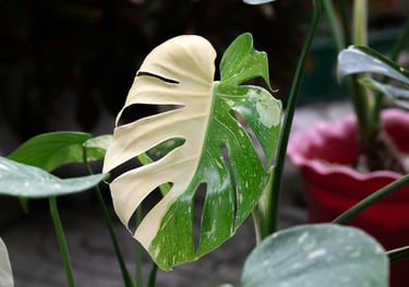 Semi mature Monstera Albo Variegata
