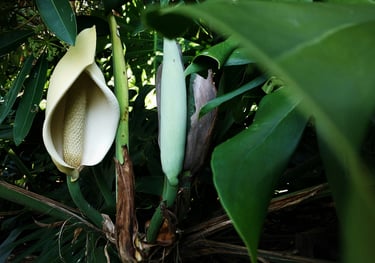 Monstera deliciosa's inflorescence