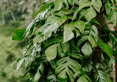Rhaphidophora pertusa in the wild climbing a tree