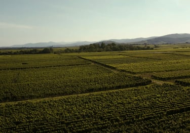 a field with a dirt road