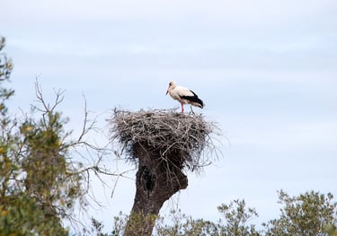 a stork sitting on top of a tree