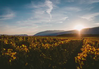 a sunflower field with a sun setting in the background