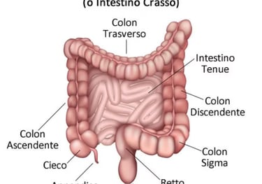 intestino tenue e crasso