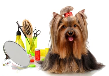 Banho e tosa para Cães e gatos daycare pet