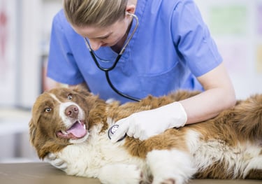 Consultório Veterinário, vacinas, pronto atendimento, medicamentos raio X Day Care Pet Bairro Guaíra