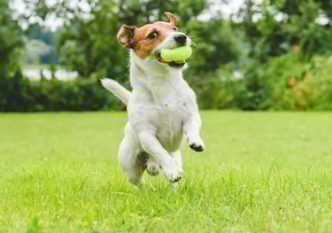 Franquia de Day Care Pet e Recreação Canina