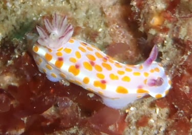 nudibranch sailing adventure