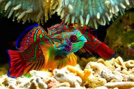 mandarin fish snorkelling sailing adventure