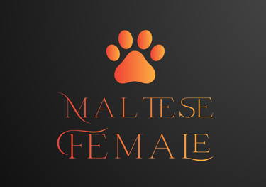 Maltese Female Perfect Paw Pups