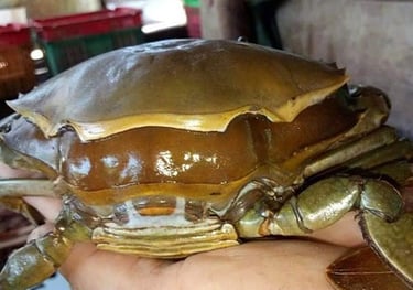 double skinned crabs