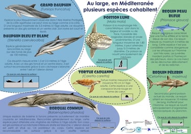 Espèces en Méditerranée