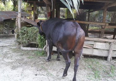Sapi 11C - Abu Darda 1447H