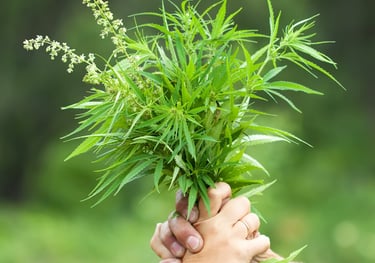 Ramo de cáñamo | Planta natural y versátil con múltiples usos