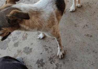 Leonardo is an adoptable adult dog that is good with cats