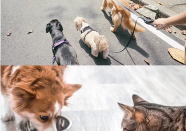 soins et balade d'animaux de compagnie