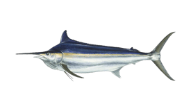 a bluefinish fish on a black background