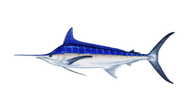 a blue marlin fish on a black background