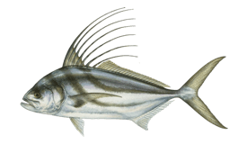 a fish fish with a long tail and a long tail