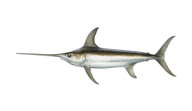 a fish that is standing up against a black background