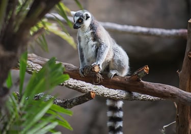 Discovery Island Trails