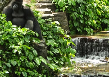 Gorilla Falls  Exploration Trail