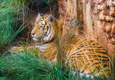 Maharajah Jungle Trek