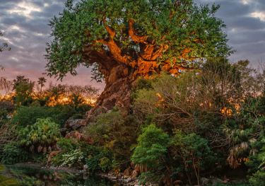 Tree of Life