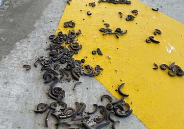 Millipedes in an industrial building