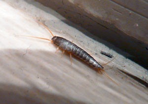 Silverfish damage books
