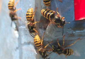 'Yellow jacket' European wasps