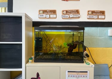 Projet aquarium dans la classe de monsieur Léo