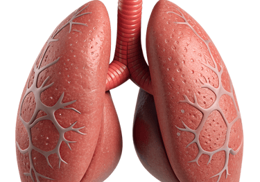 Pulmones