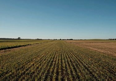 Photography of an expansive agricultural field in the Peruvian coast under a clear blue sky, showing productive land and clear property boundaries.