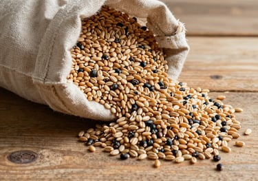 A linen sack spilling over with ancient heritage grains on a rustic tan wooden table, North American artisanal farm aesthetic.